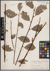 Foto von Salix caprea L.